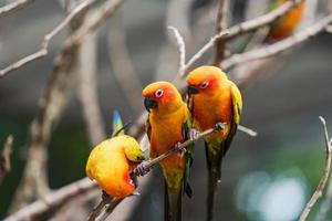 Three sun conure parrots on a branch photo