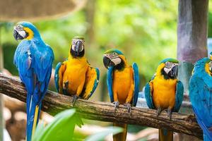 Group of colorful macaw on tree branches photo