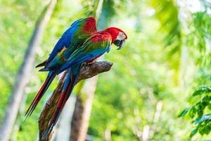 Macaws on tree branches photo