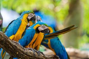 Blue, green and yellow macaws photo