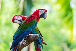 Two colorful macaws photo