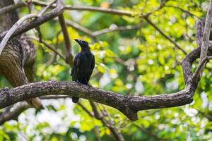 cuervo en la rama de un árbol foto
