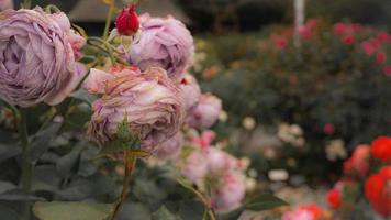 el jardín de rosas en la ciudad de las rosas foto