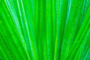 Green leaf background photo