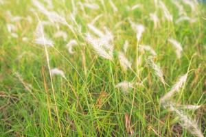 Natural white grass photo