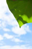 Leaf and sky photo