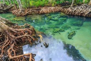 Mangrove trees in a peat swamp forest at Tha Pom Canal area, Krabi Province, Thailand. sRGB color profile