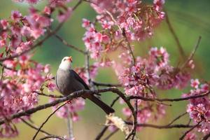 pájaro en los cerezos en flor
