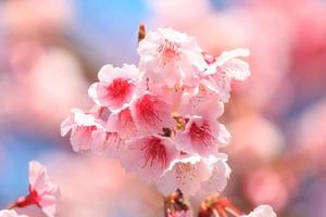 Pink cherry blossom with blue sky photo