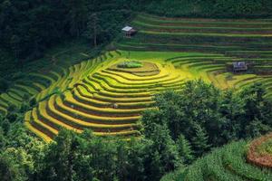 Terraza del campo de arroz en mu cang jai, Vietnam