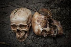 Scary skulls on dirty soil
