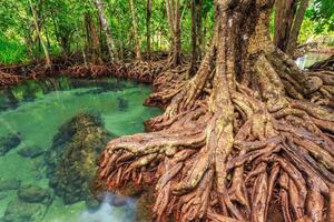 árboles de mangle en un bosque de turberas en el área del canal de tha pom, provincia de krabi, tailandia. perfil de color srgb