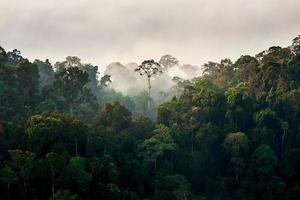 Morning fog in dense tropical rainforest, Kaeng Krachan, Thailand