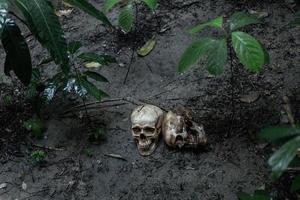 Scary skulls on dirty soil
