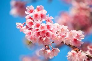 Pink cherry blossom with blue sky photo