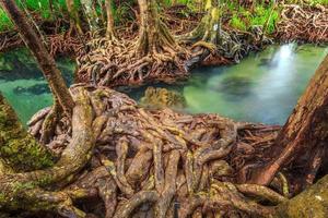 Mangrove trees in a peat swamp forest at Tha Pom Canal area, Krabi Province, Thailand. sRGB color profile