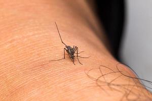 Mosquito on skin photo