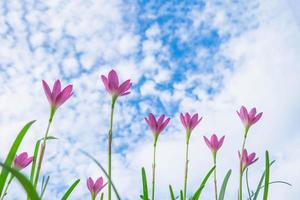 Sky background with pink flowers photo