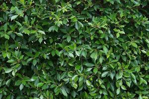 Green plants and leaves background photo