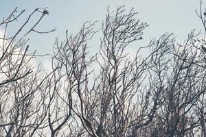 Image of dead branches and sun in the clouds photo