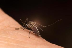 Mosquito on skin photo