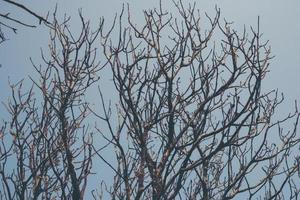 Image of dead branches and sun in the clouds photo