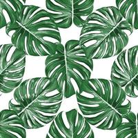 Seamless pattern monstera green leaf on isolated white background. Vector illustration dry watercolor hand drawing stlye.Fabric design texitle