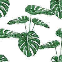 Seamless pattern monstera green leaf on isolated white background. Vector illustration dry watercolor hand drawing stlye.Fabric design texitle