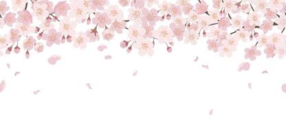 Seamless Floral Background With Cherry Blossoms In Full Bloom Isolated On A White Background. Horizontally Repeatable. vector