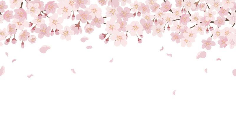 Seamless Floral Background With Cherry Blossoms In Full Bloom Isolated On A White Background. Horizontally Repeatable.