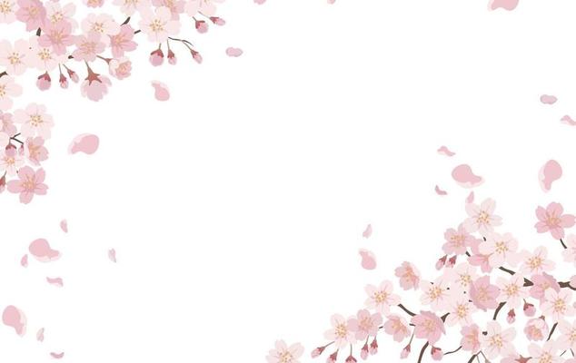 Floral Background With Cherry Blossoms In Full Bloom Isolated On A White Background.