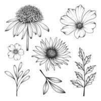 Dibujado a mano flores silvestres y hierbas y hojas ilustración aislada sobre fondo blanco.