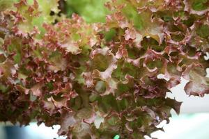 Red and green lettuce photo