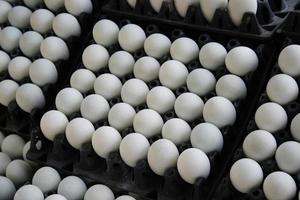 Group of eggs in cartons