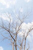 Dry twigs of a tree photo