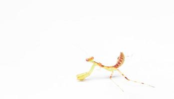 Locust on a white background photo