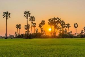 Sugar palm and rice field at sunset photo