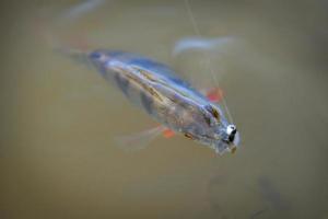 Perch caught while fishing on a rubber bait in water photo