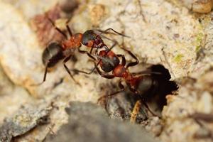 Two ants fighting photo