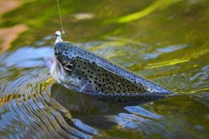 Trout caught on artificial soft bait floating in water photo