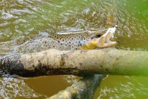 Trout caught on bait photo