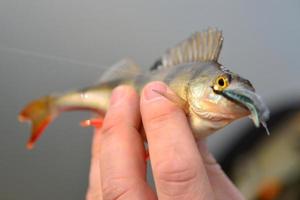 Person holding a perch fish photo