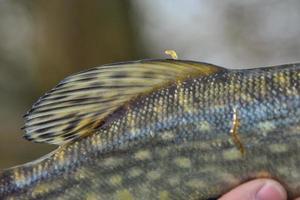 Close-up of a pike fish photo