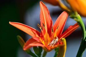 Wedding rings laid in a red lily flower photo