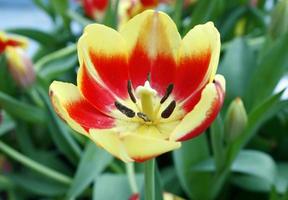 tulipán rojo y amarillo foto