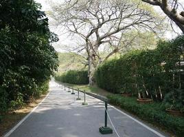 Lined pathway through a park photo