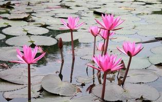 Pink lotus blossoms in the water photo