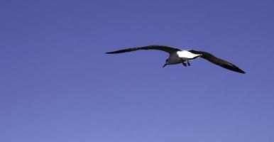Seagull in the bright blue sky photo
