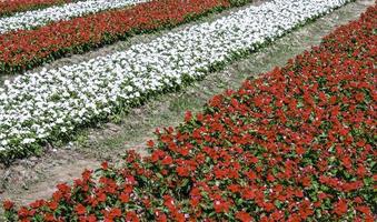 Rows of flowers photo