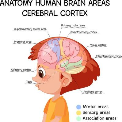 Anatomy human brain areas cerebral cortex with label